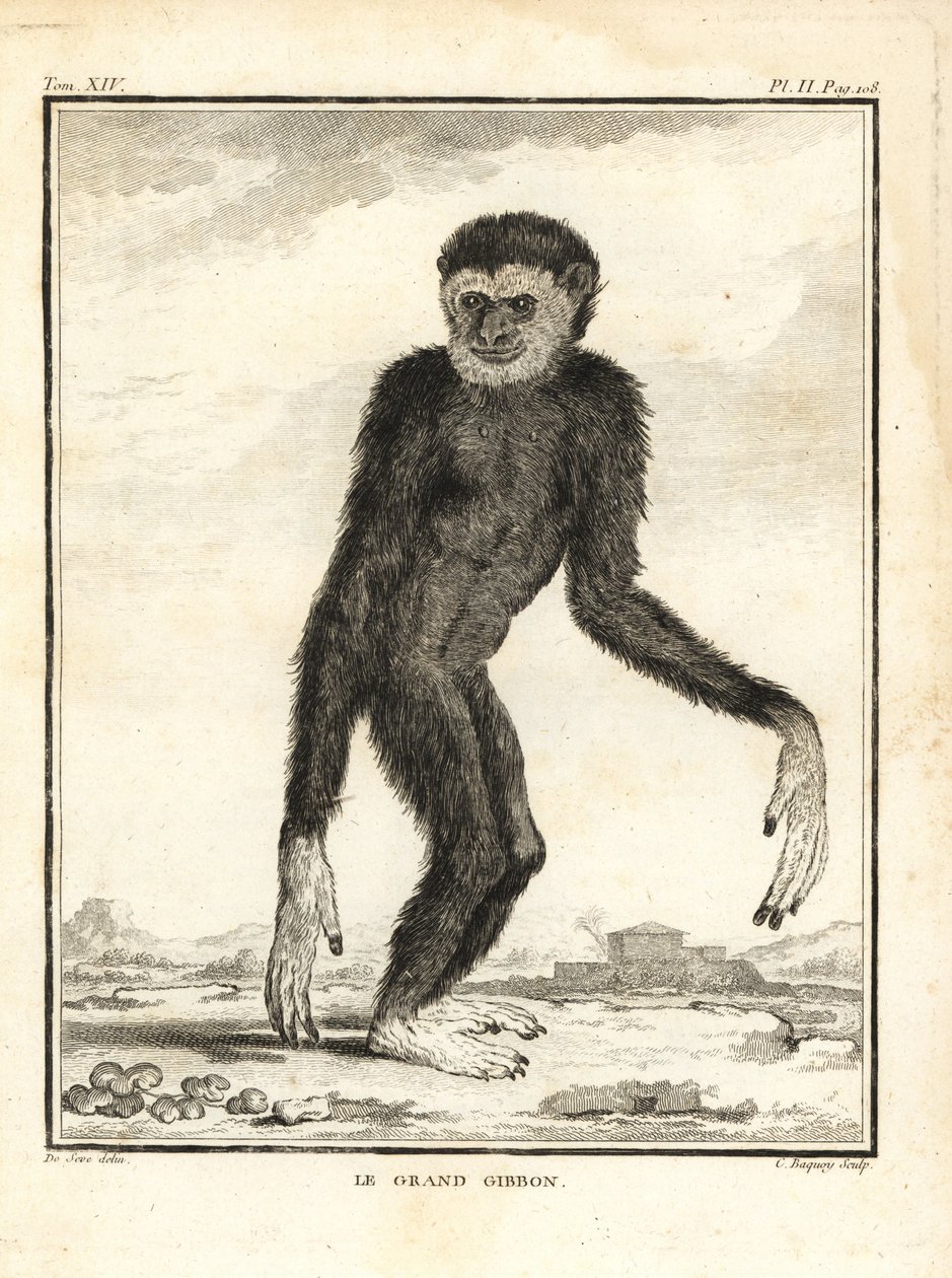 Zwinny gibon, Hylobates agilis. Zaangażowany. Duży gibon. Miedzioryt autorstwa C. Baquoya, według ilustracji Jacques