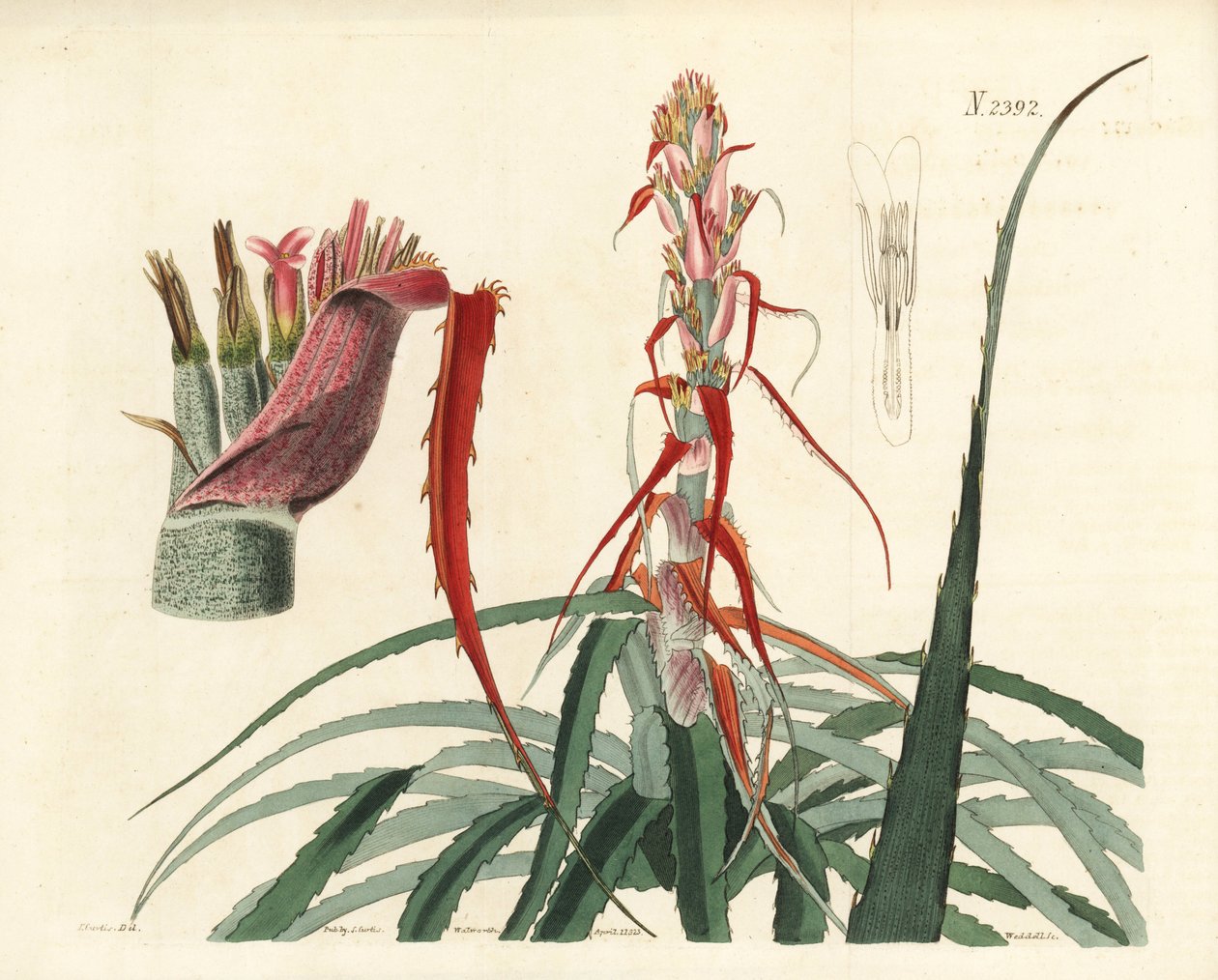 Aguava, Bromelia alsodes (ananas wąskolistny, Bromelia sylvestris). Ręcznie kolorowany miedzioryt Weddella na podstawie ilustracji botanicznej Johna Curtisa z William Curtis