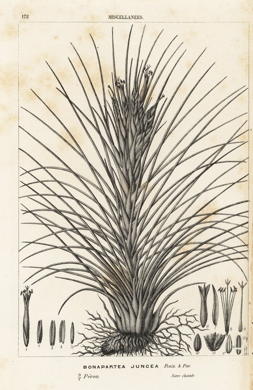 Roślina powietrzna, Tillandsia juncea (Bonapartea juncea). Ręcznie kolorowana litografia z dzieła Louisa van Houtte