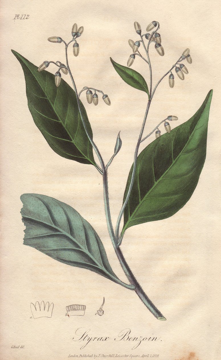 Alibouffier lub styraks (Styrax benzoin) - mocna woda autorstwa Williama Clarke