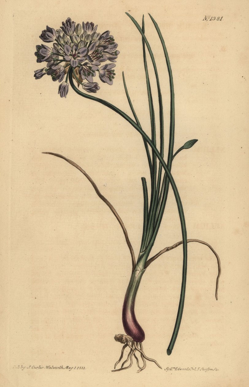 Allium stellerianum (czosnek czosnkowy) autorstwa Unbekannt
