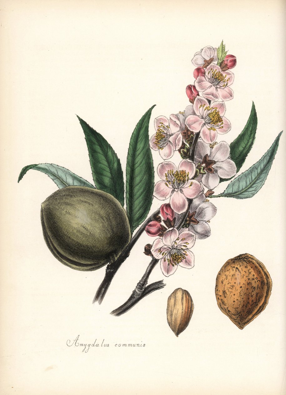 Migdałowiec - Migdałowiec pospolity, Prunus amygdalus (Amygdala communis), z kwiatem, liściem, owocem i nasieniem (orzechem). Ręcznie kolorowana cynkografia Chabotsa narysowana przez pannę M. A. Burnett z jej "Plantae Utiliores: or Illustrations of Useful  autorstwa Unbekannter Künstler