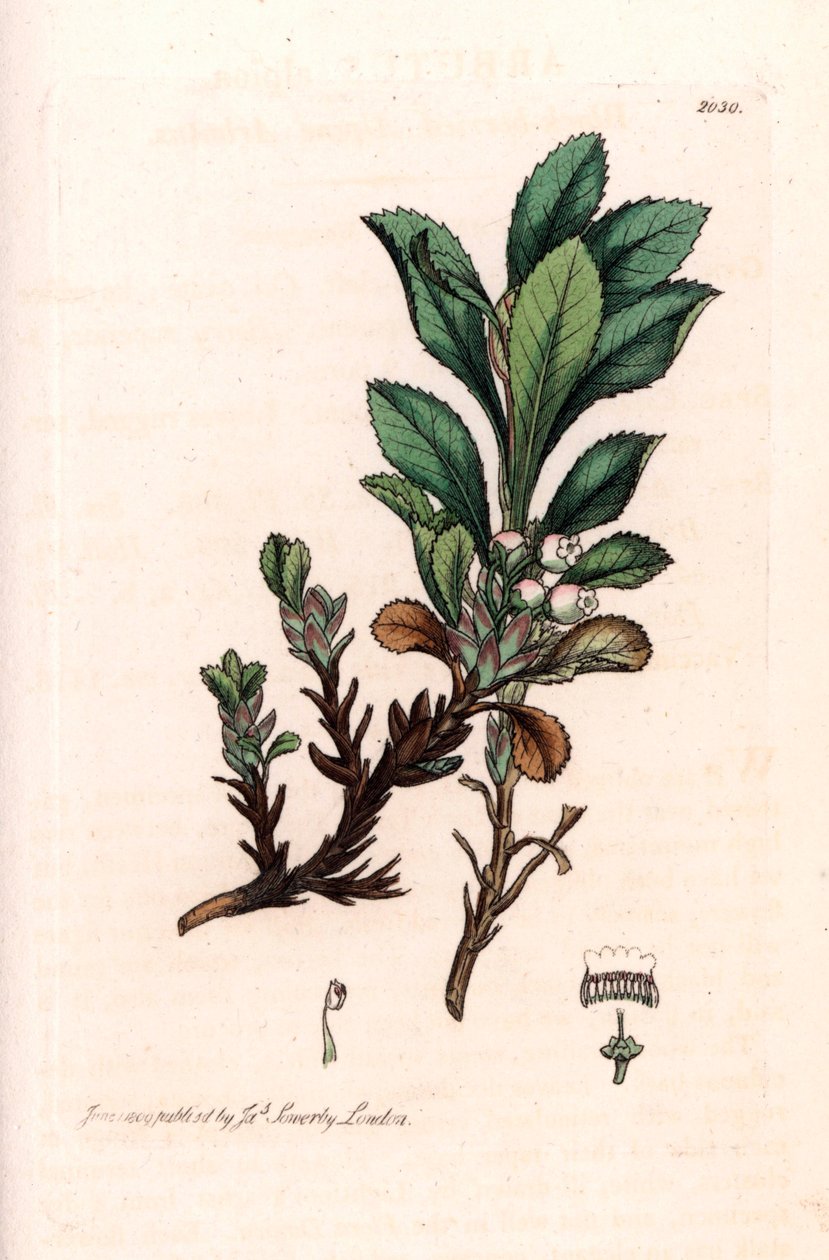 Alpine Busserole lub Alpine Bear Grape (Arctostaphylos alpina) - litografia na podstawie rysunku Jamesa Sowerby