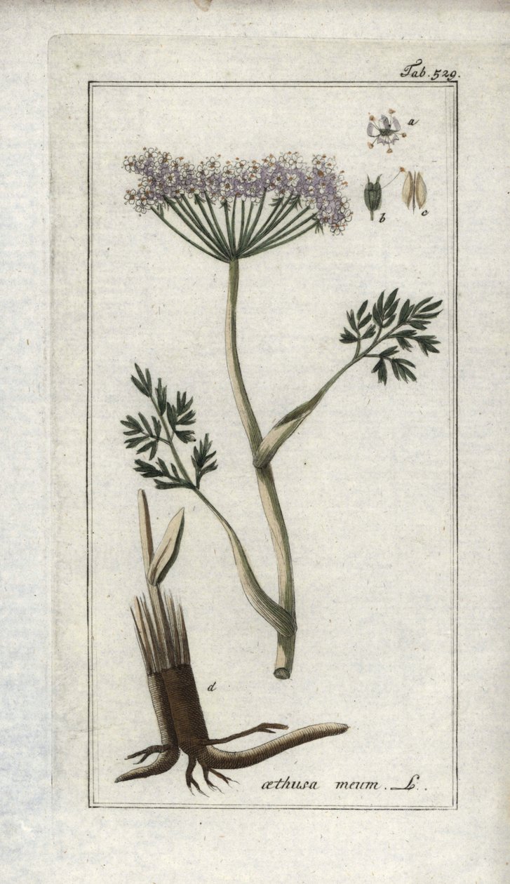 Trybula alpejska lub koper górski (Meum athamantium). Litografia z "Afbeelding der Artseny-Gewassen" autorstwa Johannesa Zorna (1739-1799), Holandia autorstwa Unbekannter Künstler