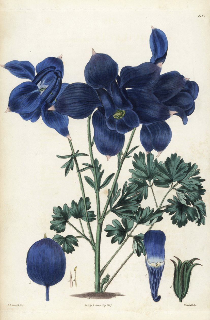 Orlik alpejski, Aquilegia alpina. Ręcznie kolorowany miedzioryt Weddella na podstawie ilustracji botanicznej Edwarda Daltona Smitha z książki Roberta Sweeta The British Flower Garden, Ridgeway, Londyn. autorstwa Unbekannter Künstler