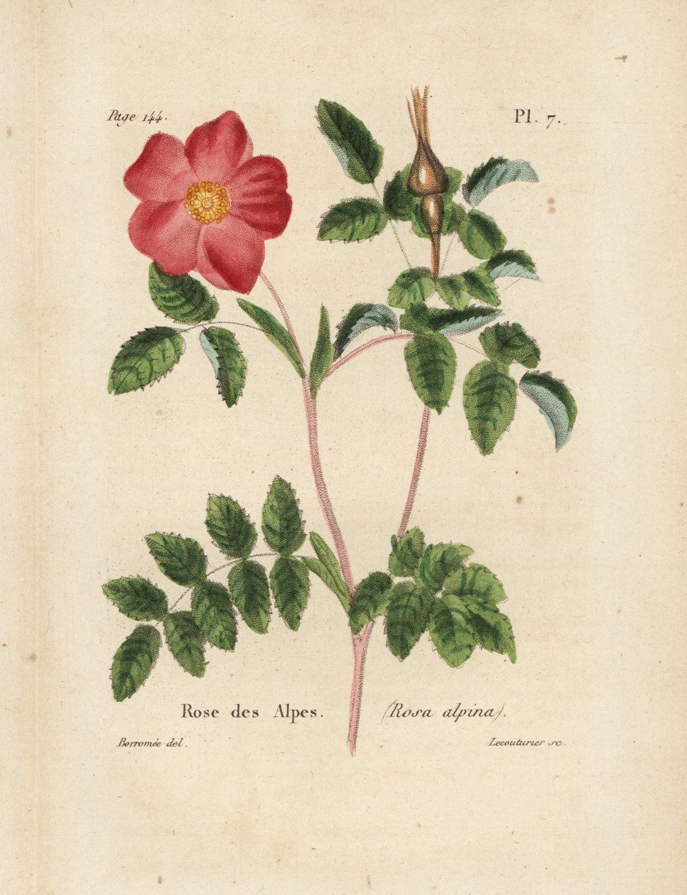 Róża alpejska, róża alpejska, Rosa alpina. Ręcznie kolorowana litografia wykonana przez Lecouturiera na podstawie botanicznej ilustracji Borromee z książki "Rose-Lover