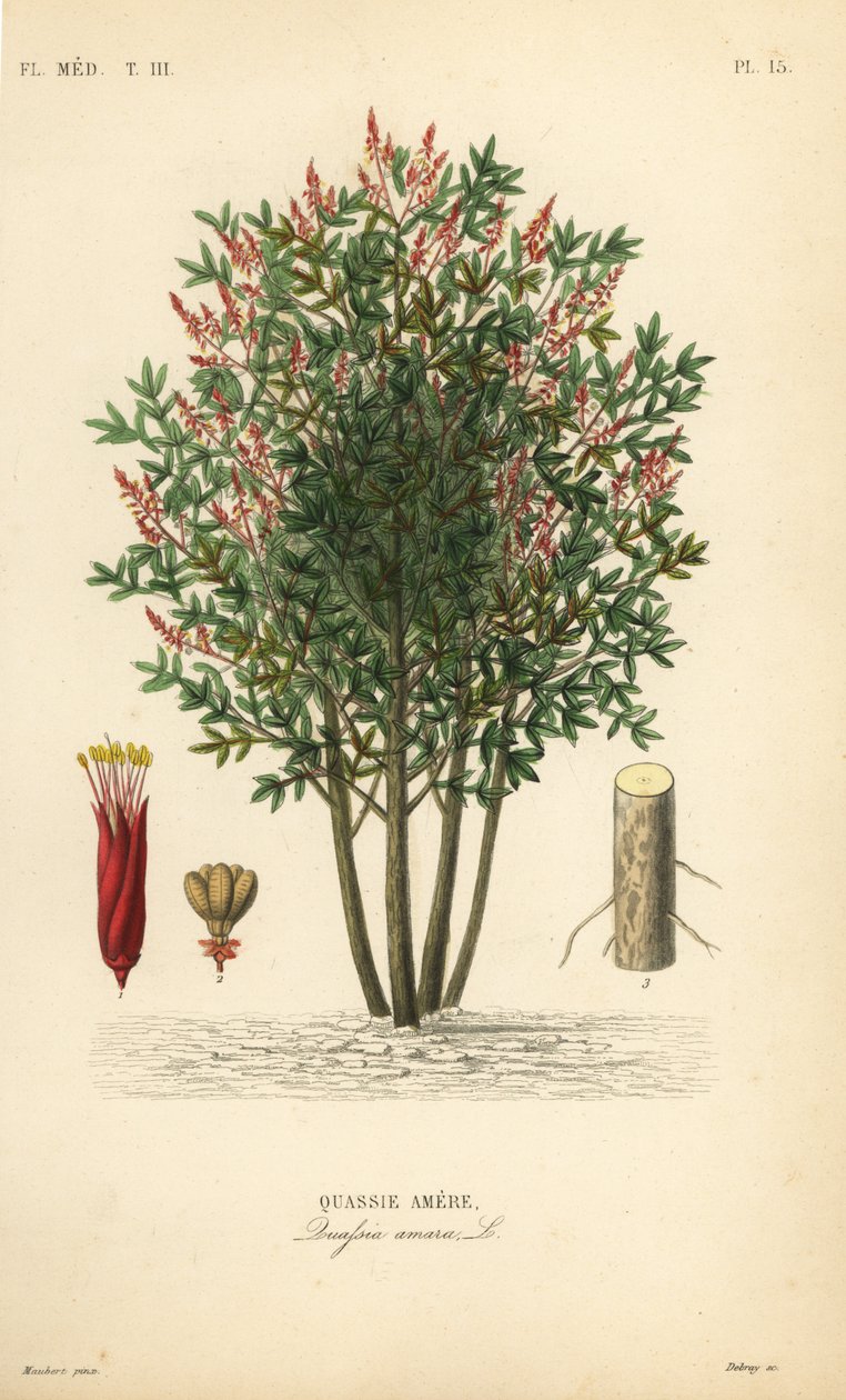 Gorzki, bitter-ash, bitter-wood lub hombre grande, Quassia amara, Quassie amere autorstwa Unbekannt