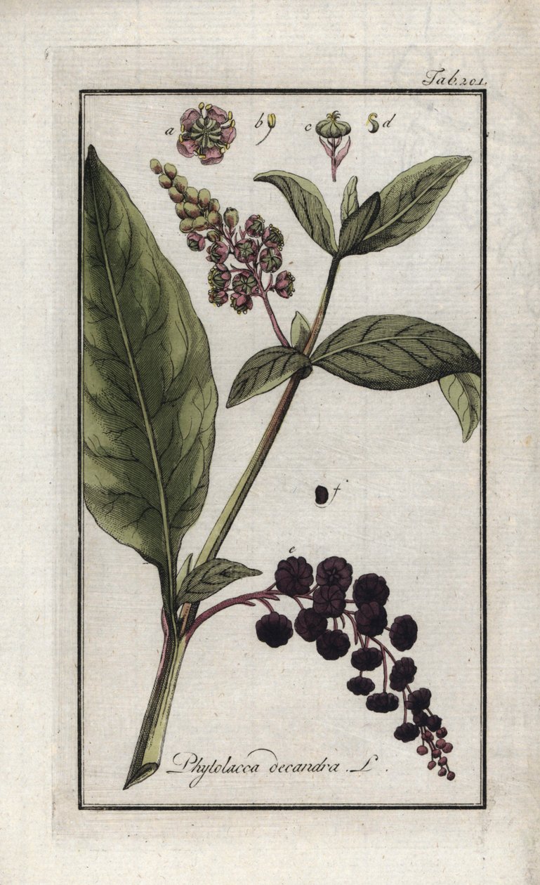 Amerykańskie winogrono lub spinard z Cayenne lub Indii (Phytolacca decandra). Litografia z "Afbeelding der Artseny-Gewassen" autorstwa Johannesa Zorna (1739-1799), Holandia autorstwa Unbekannter Künstler