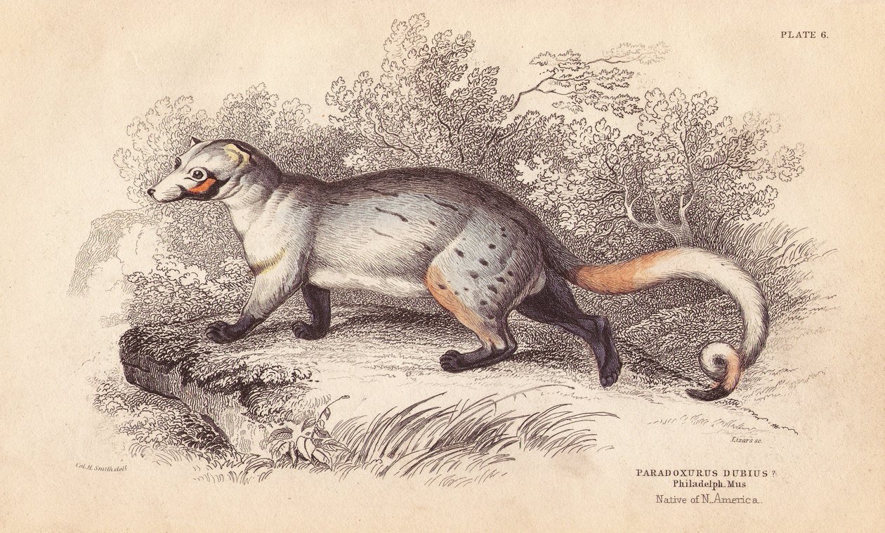 Amerykański paradoksyd, Paradoxurus dubius. Z okazu w Muzeum Filadelfijskim. Ręcznie kolorowany staloryt Lizarsa na podstawie ilustracji Charlesa Hamiltona Smitha z William Jardine