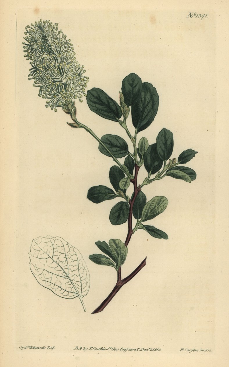 American Wych Hazel, Fothergilla gardenii (fothergilla tępolistna, Fothergilla alnifolia obtusa) autorstwa Unbekannt