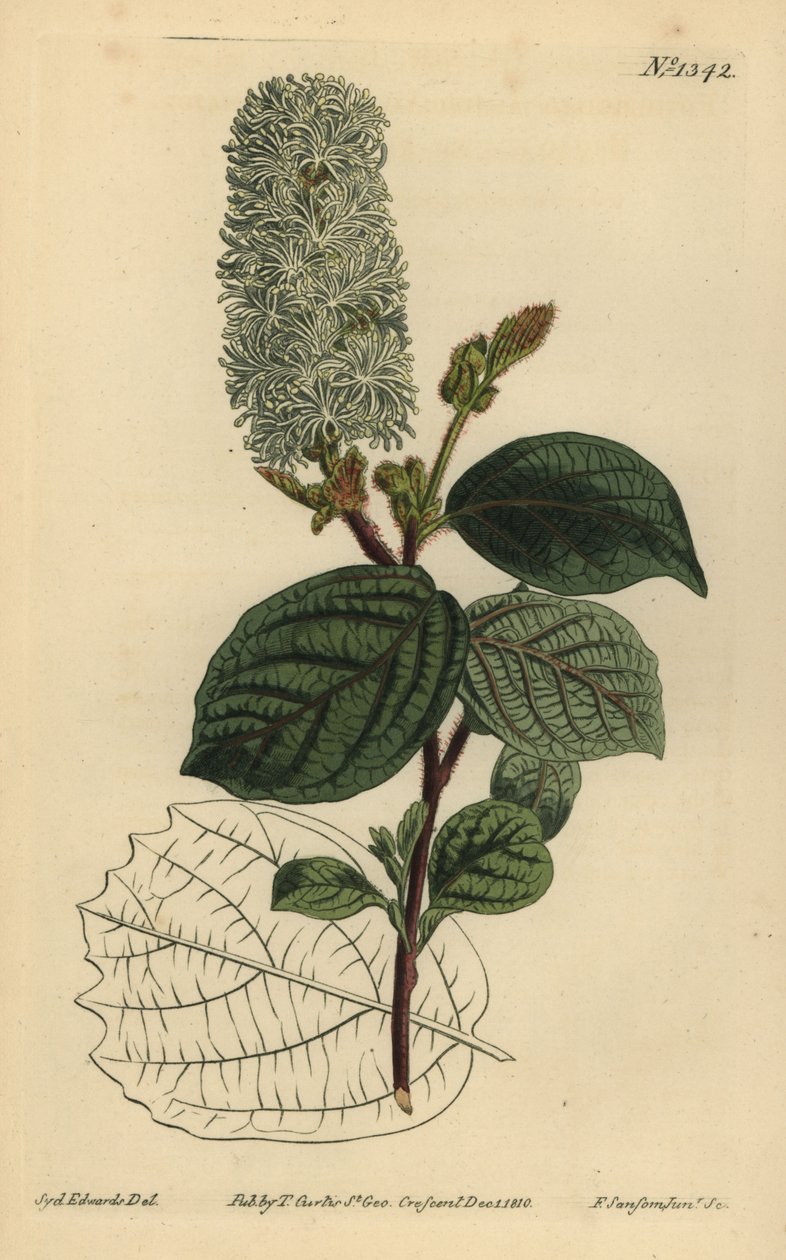 Orzechowa amerykańska, Fothergilla gardenii (fothergilla szerokolistna, Fothergilla alnifolia major) autorstwa Unbekannt