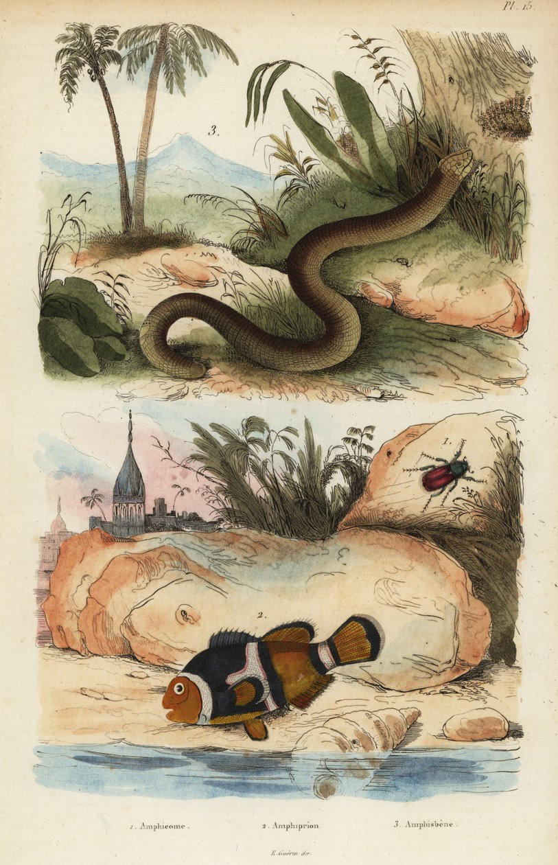 Amphicoma scullelata 1, błazenek siodłowy, Amphiprion polymnus 2 i jaszczurka biała, Amphisbaena alba 3. Amphiprion laticlavius Amphicome, Amphiprion, Amphisbene autorstwa Unbekannt