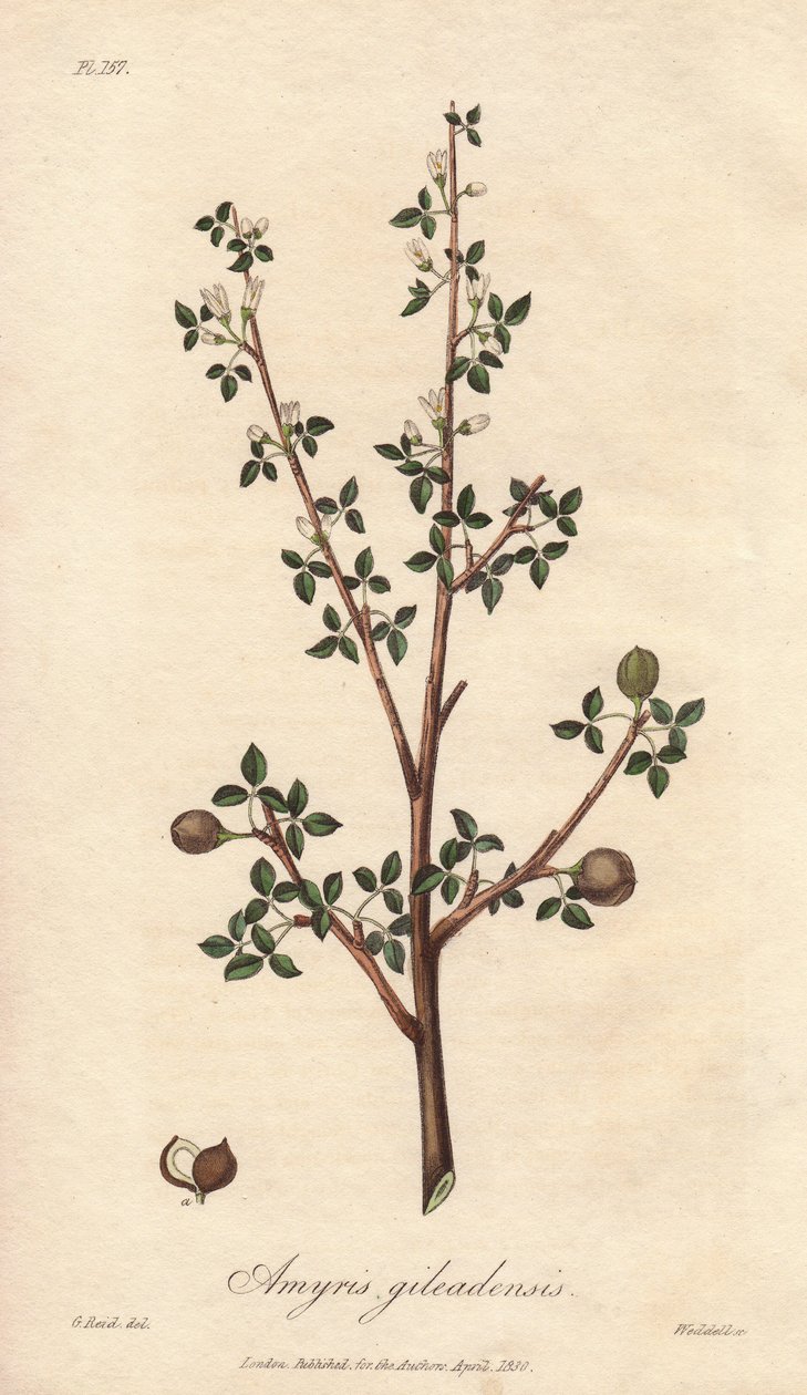 Amyris elemifera lub drzewo elemi (Commiphora gileadensis) Silna woda autorstwa Williama Clarke
