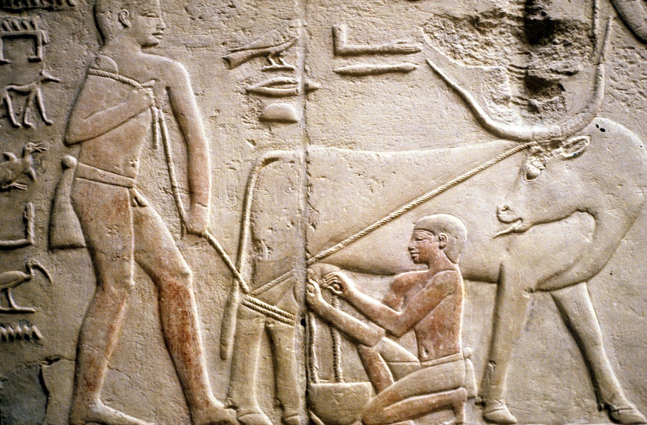 Starożytny Egipt: Sakkara (lub Sakkara lub Sakkara): nekropolia Starego Cesarstwa, grób szlachcica. Fragment płaskorzeźby przedstawiający dojenie bawoła. autorstwa Leopold Blonder