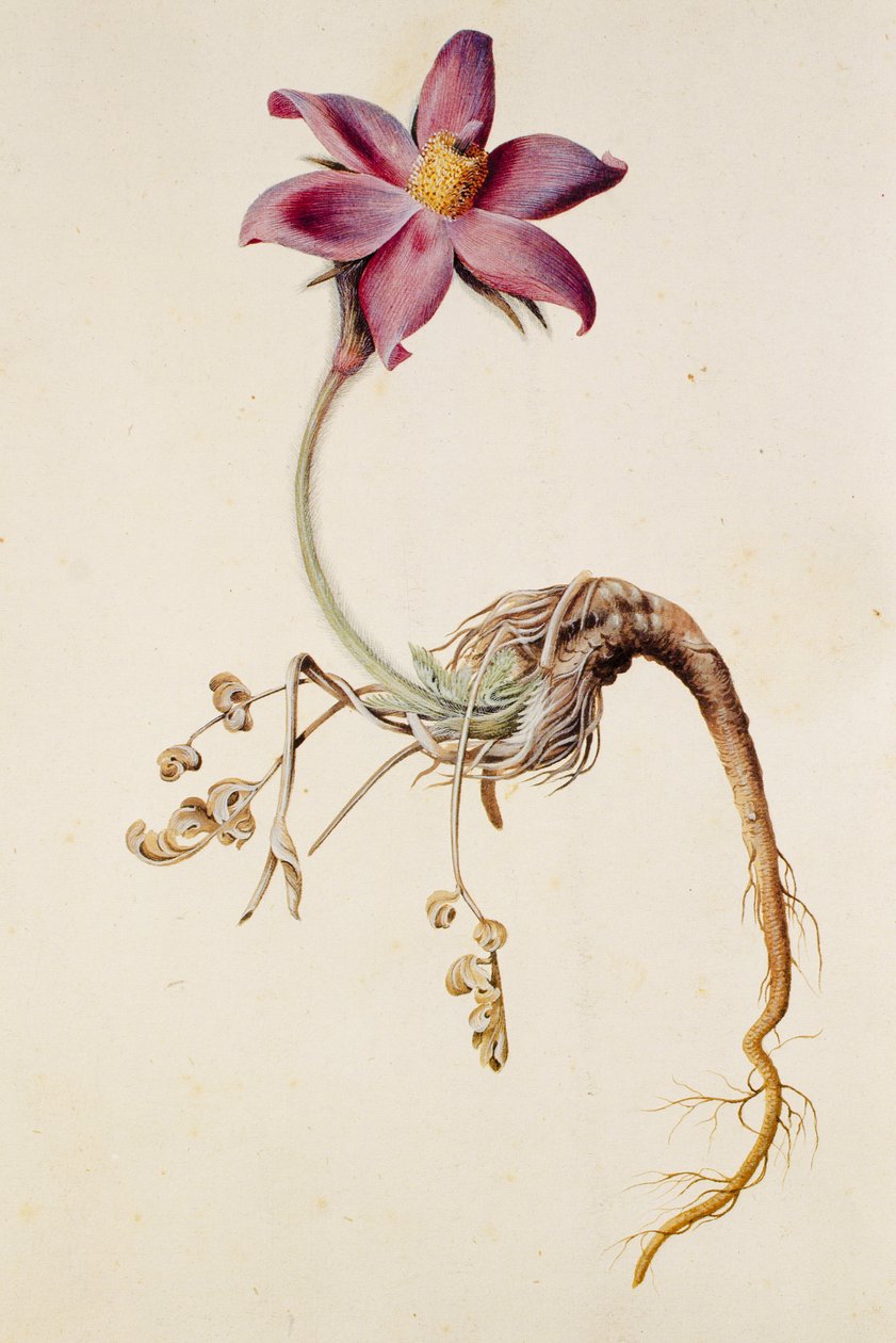 Anemone pulsatilla/Anenome pulsaille autorstwa Unbekannt