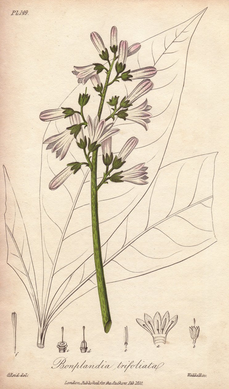 Drzewo angostury, Angostura trifoliata autorstwa Unbekannter Künstler