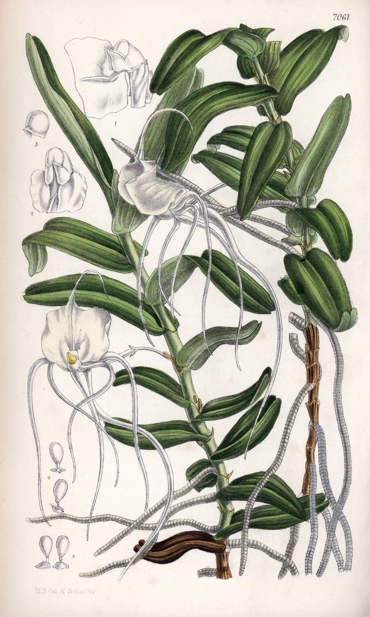 Angraecum germinyanum, biała orchidea z Madagaskaru. Nazwany na cześć francuskiego hrabiego Adriena de Germiny. Rysunek Matildy Smith (1854-1926), litografia J.N. Fitcha w Curtis Botanical Magazine, autorstwa Josepha Daltona Hookera, opublikowana w Londyni autorstwa Unbekannter Künstler