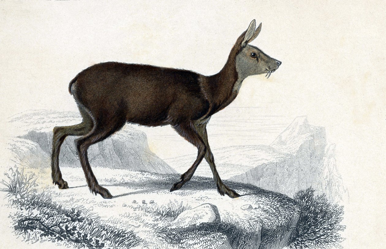 Tablica zwierząt: Chevrotain (Moschus Pygnueus). Mammiferes quadrupedes ruminants - w "Dictionnaire universel d