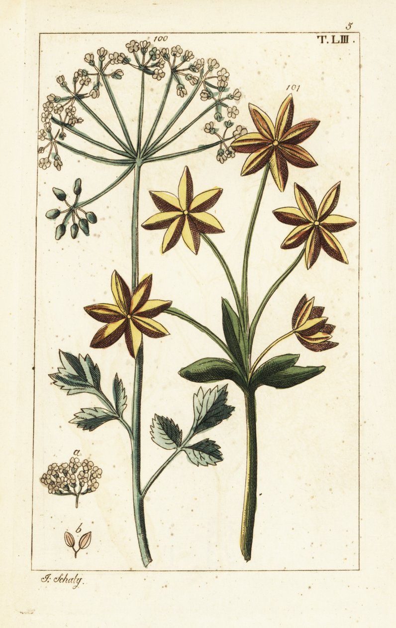 Anyż lub anyż, Pimpinella anisum. autorstwa Unbekannter Künstler