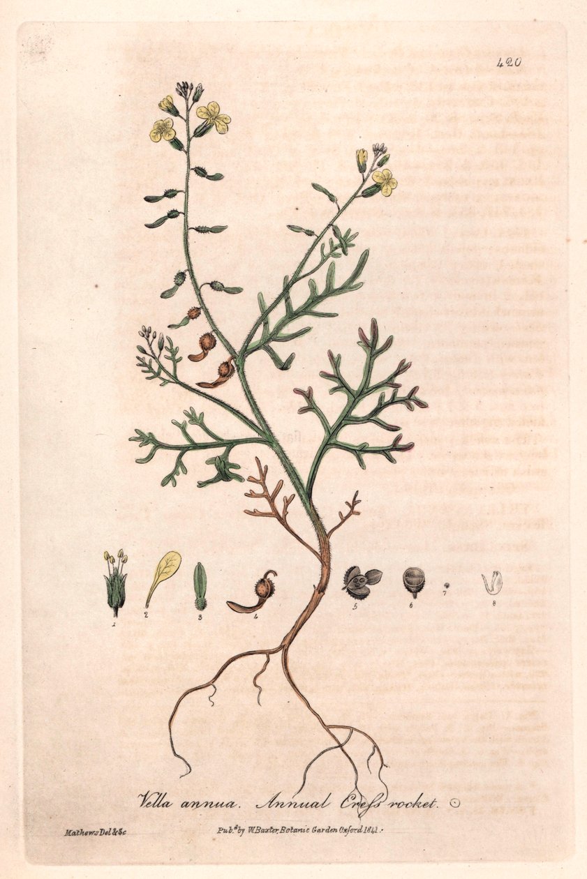 Vella roczna (Vella annua) - plansza botaniczna autorstwa Isaaca Russella, rytowana przez Charlesa Matthewsa, z "English Botanical Phenomenes" Williama Baxtera (1788-1871) autorstwa Unbekannter Künstler