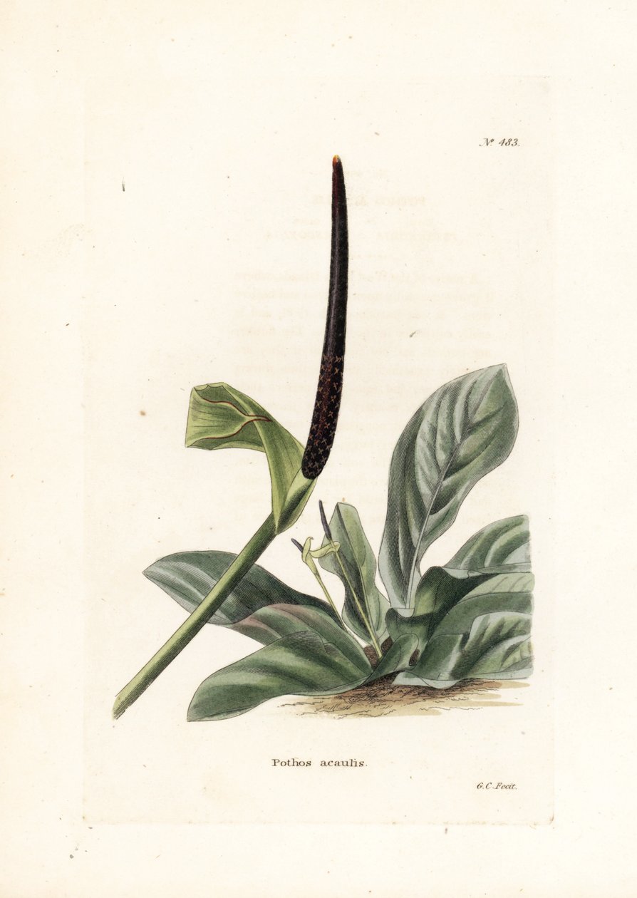 Anturium ptasie gniazdo lub kapusta anturium (Pothos acaulis) - litografia autorstwa George