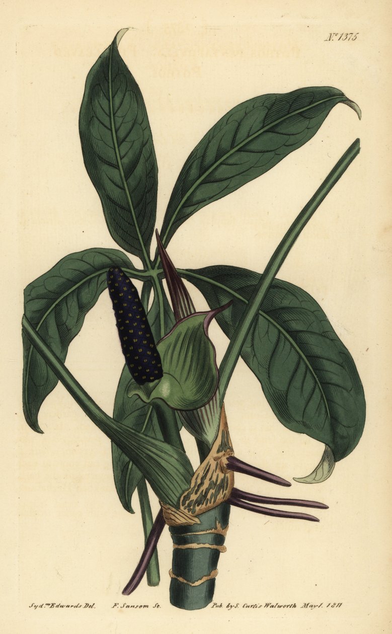 Anthurium palmatum (Pothos pięciolistny, Pothos pentaphylla) autorstwa Unbekannt
