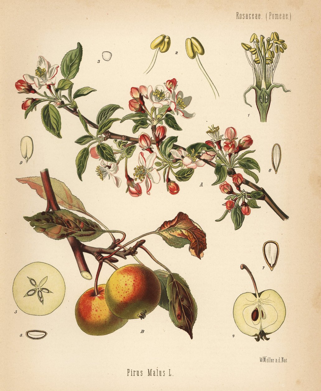 Jabłoń, Malus domestica (Pyrus malus). Chromolitografia według botanicznej ilustracji Walthera Mullera z książki Hermanna Adolpha Koehlera Rośliny lecznicze, pod redakcją Gustava Pabsta, Koehler, Niemcy. autorstwa Unbekannter Künstler