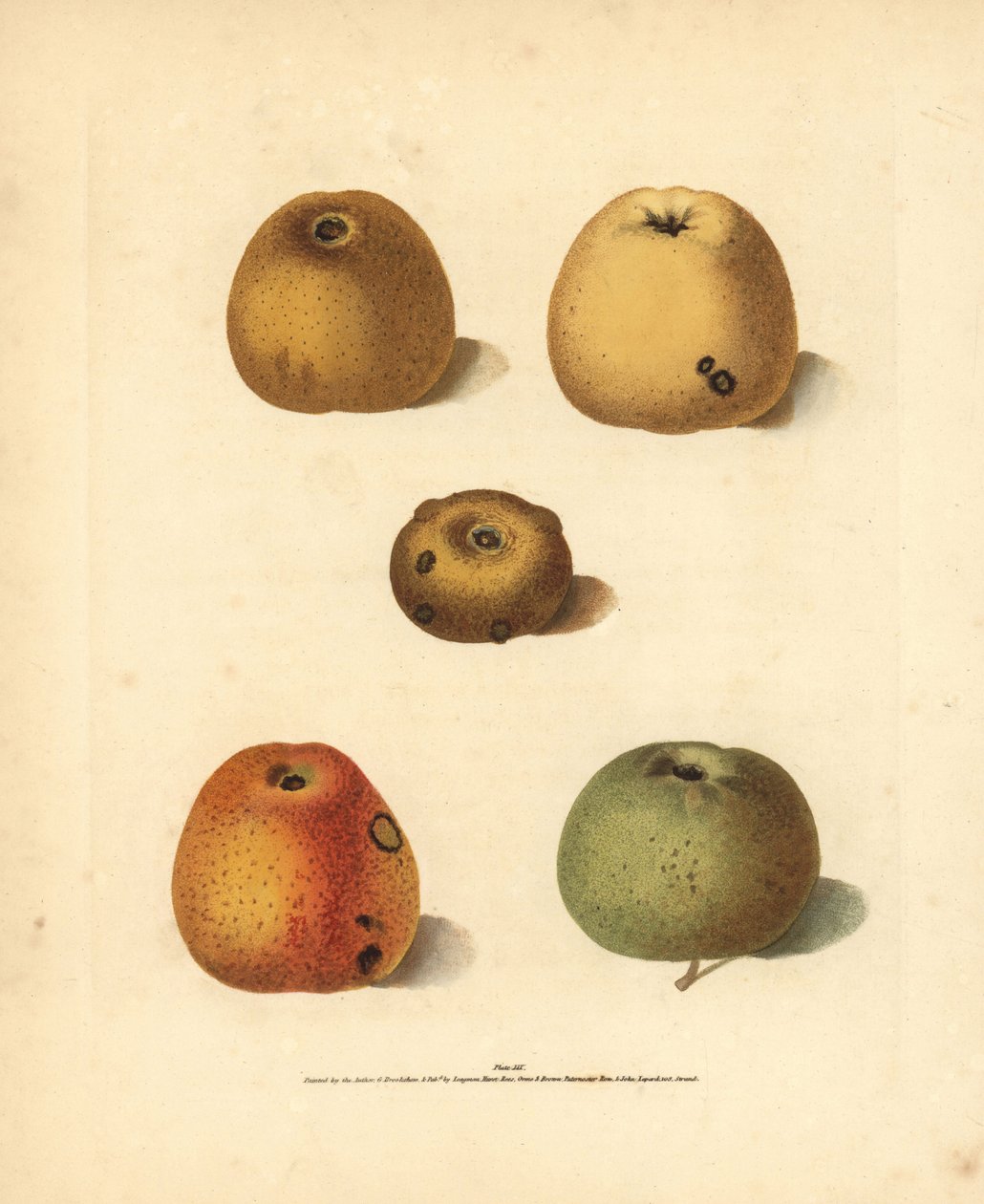 Odmiany jabłek, Malus domestica: Franklin