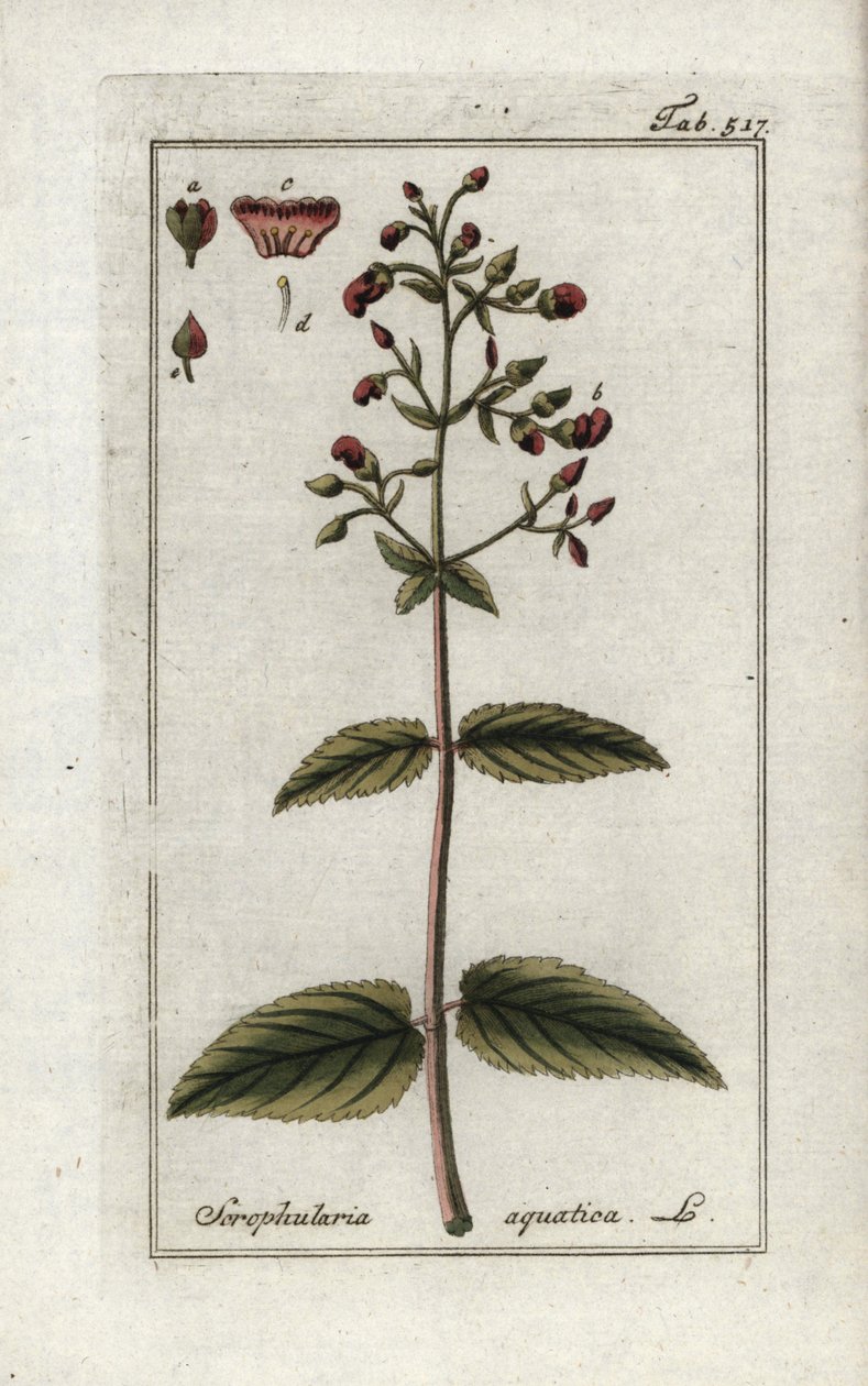 Skrofularia wodna (Scrophularia aquatica). Litografia z "Afbeelding der Artseny-Gewassen" Johannesa Zorna (1739-1799), Holandia autorstwa Unbekannter Künstler