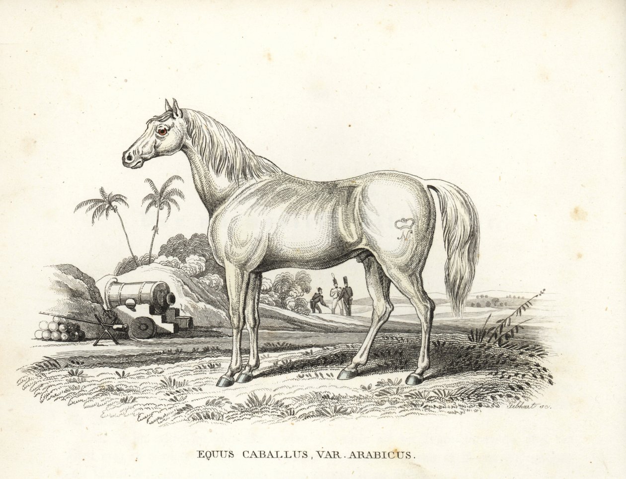 Koń arabski, Equus caballus var. arabicus. Ze znakiem Napoleona na boku oraz francuskimi żołnierzami i armatami na północnoafrykańskim polu bitwy. Ręcznie kolorowana litografia z Galerii Historii Naturalnej Georga Friedricha Treitschke, Naturhistor autorstwa Unbekannter Künstler