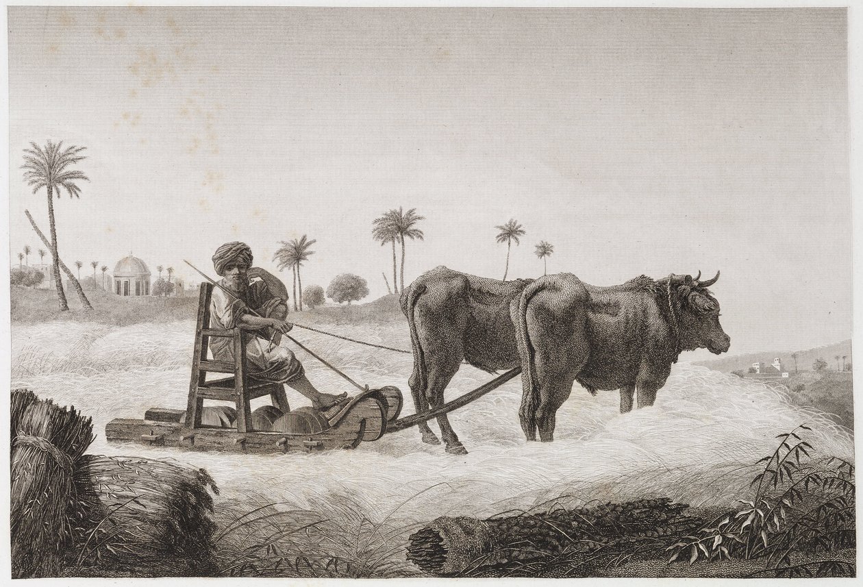 Rolnictwo, żniwa Młocarnia, Egipt, ok. 1798 r. autorstwa Unbekannt
