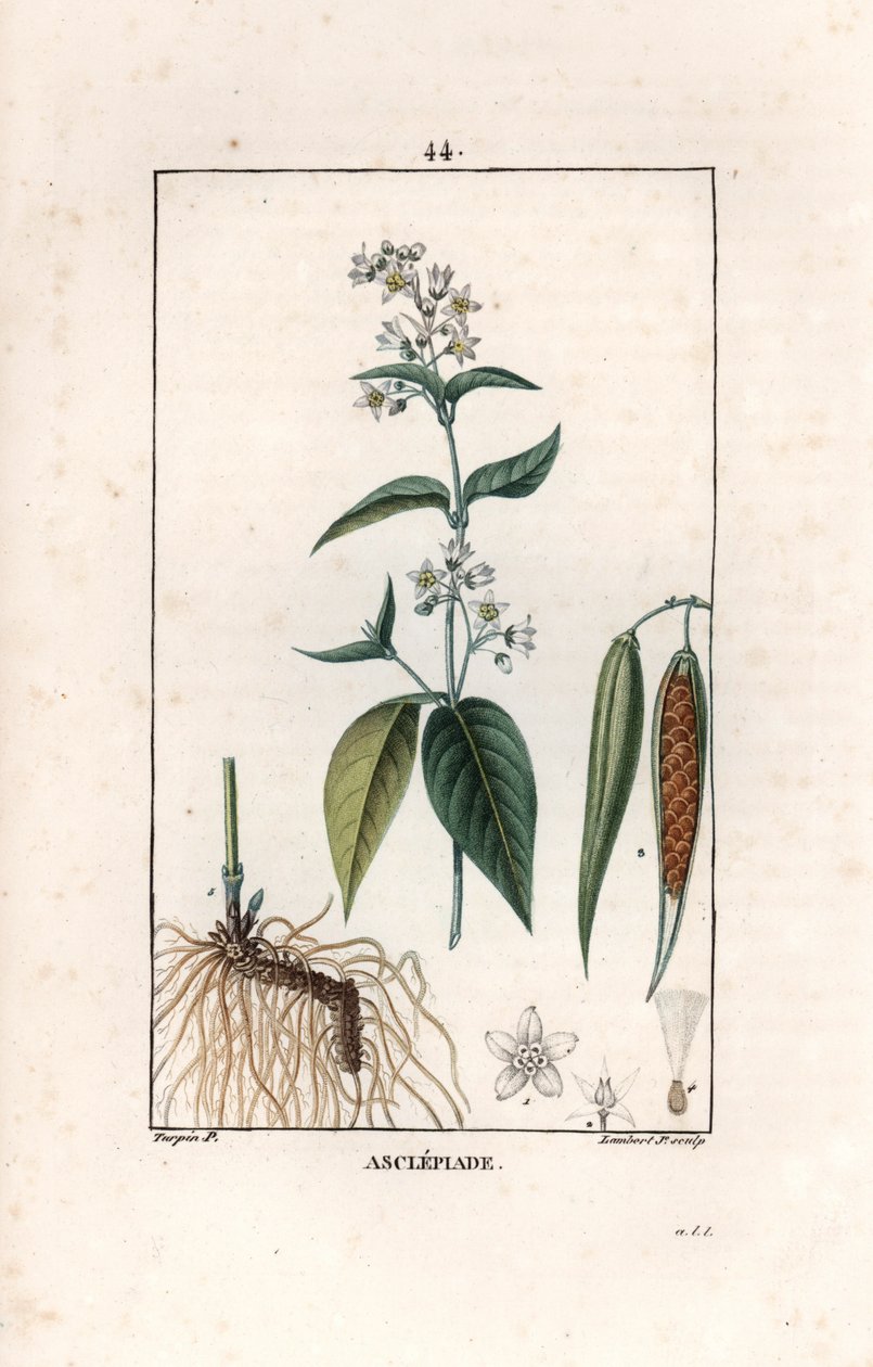 Asclepiade ou herbe à la watding ou herbe aux parruches - Engraving by Lambert fils, from the drawing by Pierre Jean Francois Turpin (1775-1840), extracted from La flore medicale, by Chaumeton, Poiret et Chamberet, Paris 1830 - Swallow-wort, Vincetoxicum h autorstwa Unbekannter Künstler