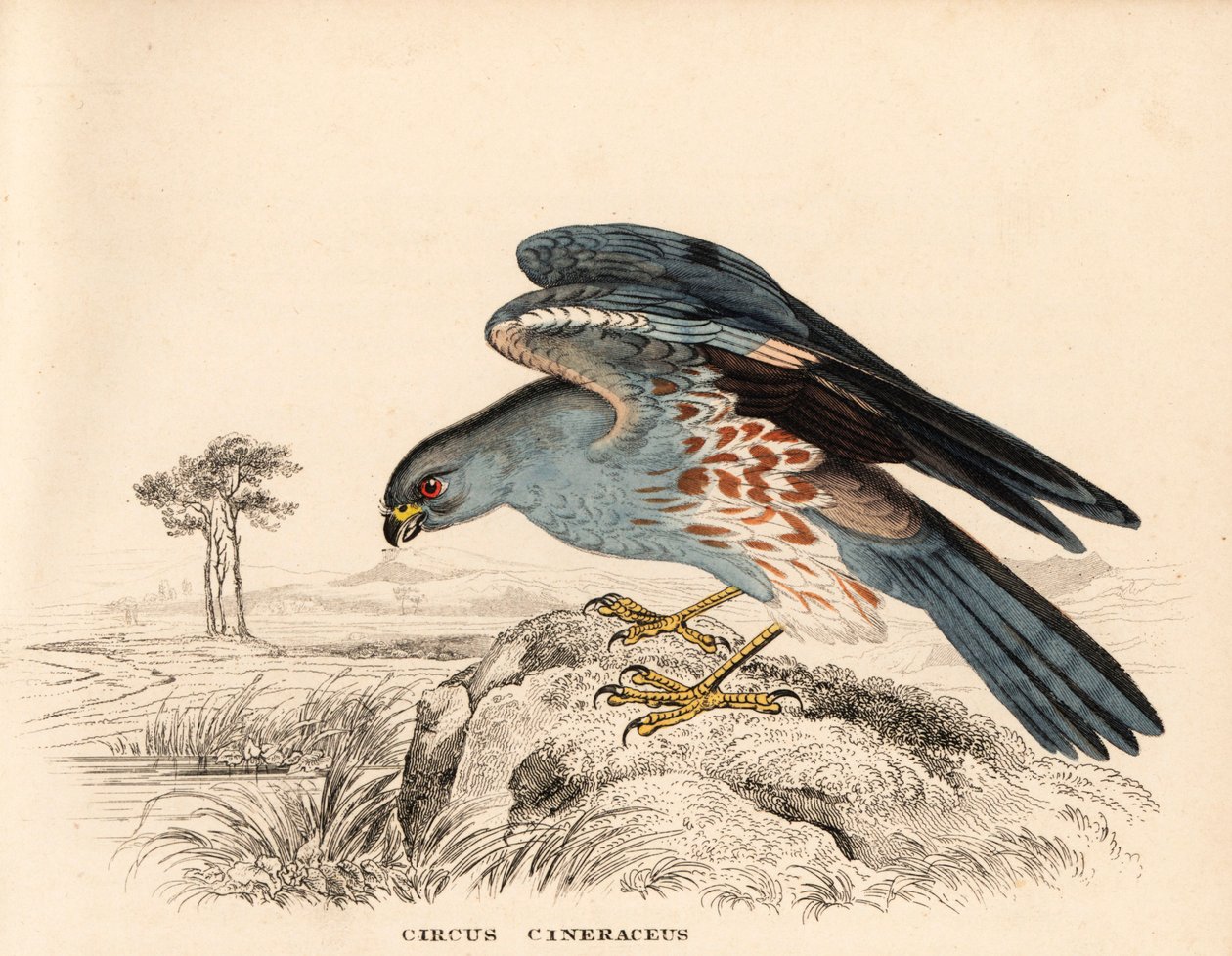 Błotniak popielaty, Circus cineraceus. Ręcznie kolorowany staloryt z Galerii Historii Naturalnej Georga Friedricha Treitschke, Naturhistorischer Bildersaal des Thierreiches, Lipsk autorstwa Unbekannter Künstler