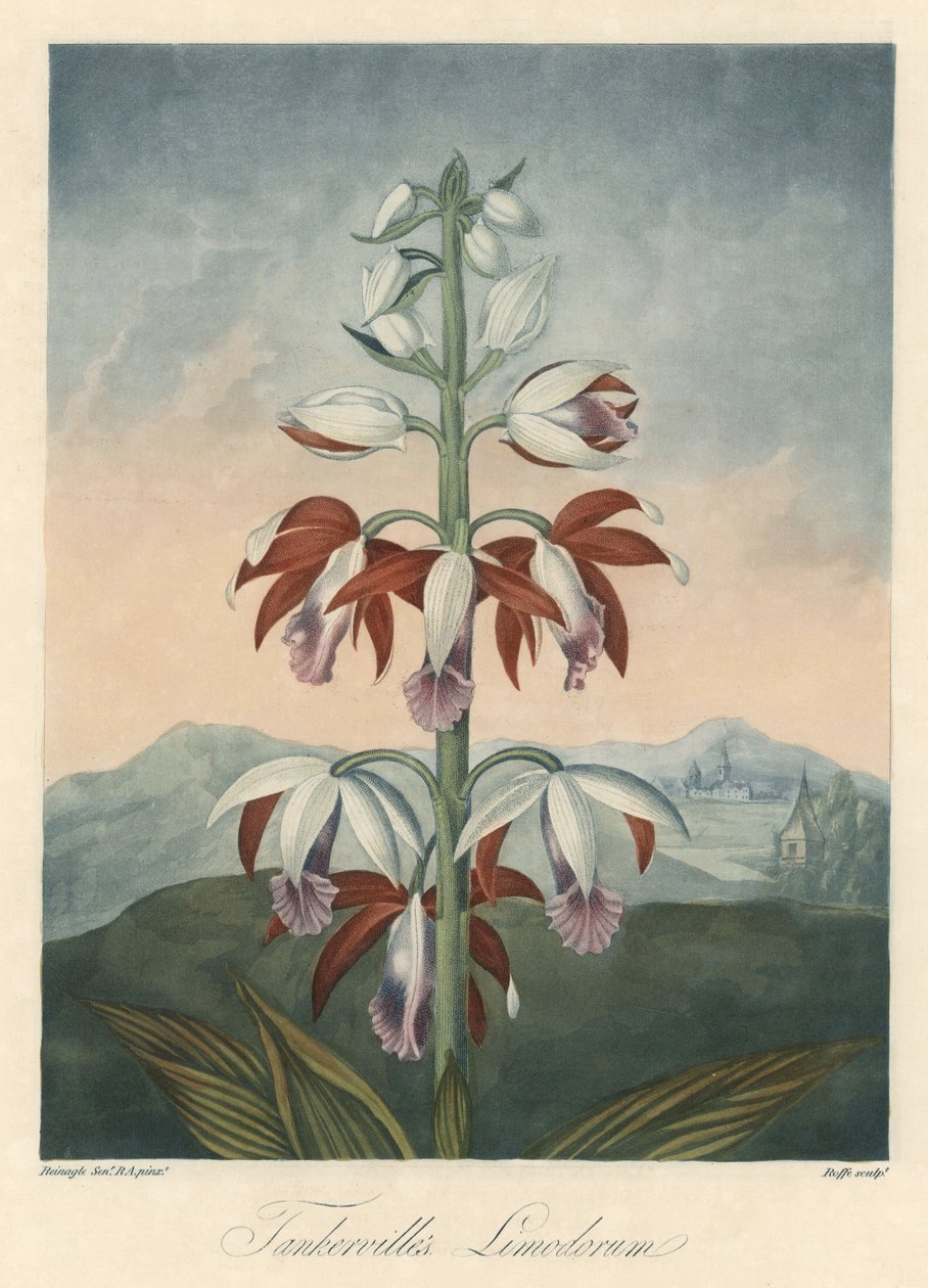 Azjatycka odmiana orchidei Eau forte, zaczerpnięta z The Temple of Flora, autorstwa dr Roberta Thorntona (1768-1837) autorstwa Unbekannter Künstler