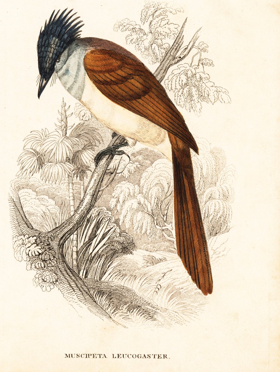 Muchołówka rajska (himalajska), Terpsiphone paradisi leucogaster (Muscipeta leucogaster). Ręcznie kolorowany staloryt z Galerii Historii Naturalnej Georga Friedricha Treitschke, Naturhistorischer Bildersaal des Thierreiches, Lipsk autorstwa Unbekannter Künstler