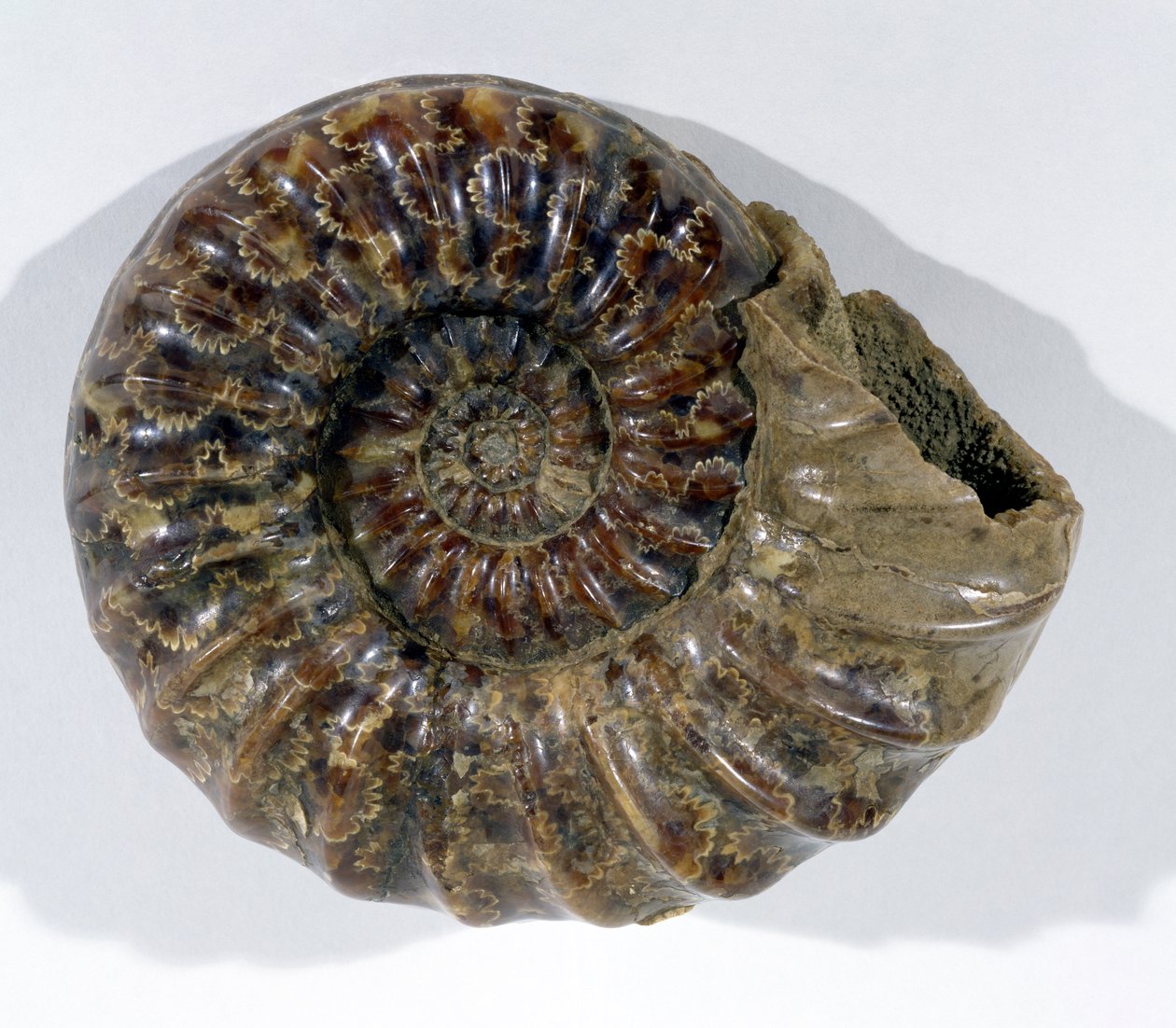 Asteroceras obtusum (amonit) znaleziony w Lyme Regis, Dorset, dolna kreda (zdjęcie) autorstwa Unbekannt