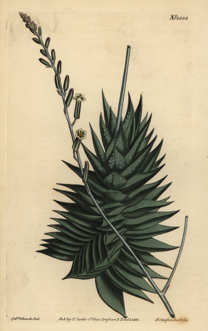 Astrolobes spiralis (Pentagonal aloes, Aloe pentagona) autorstwa Unbekannt