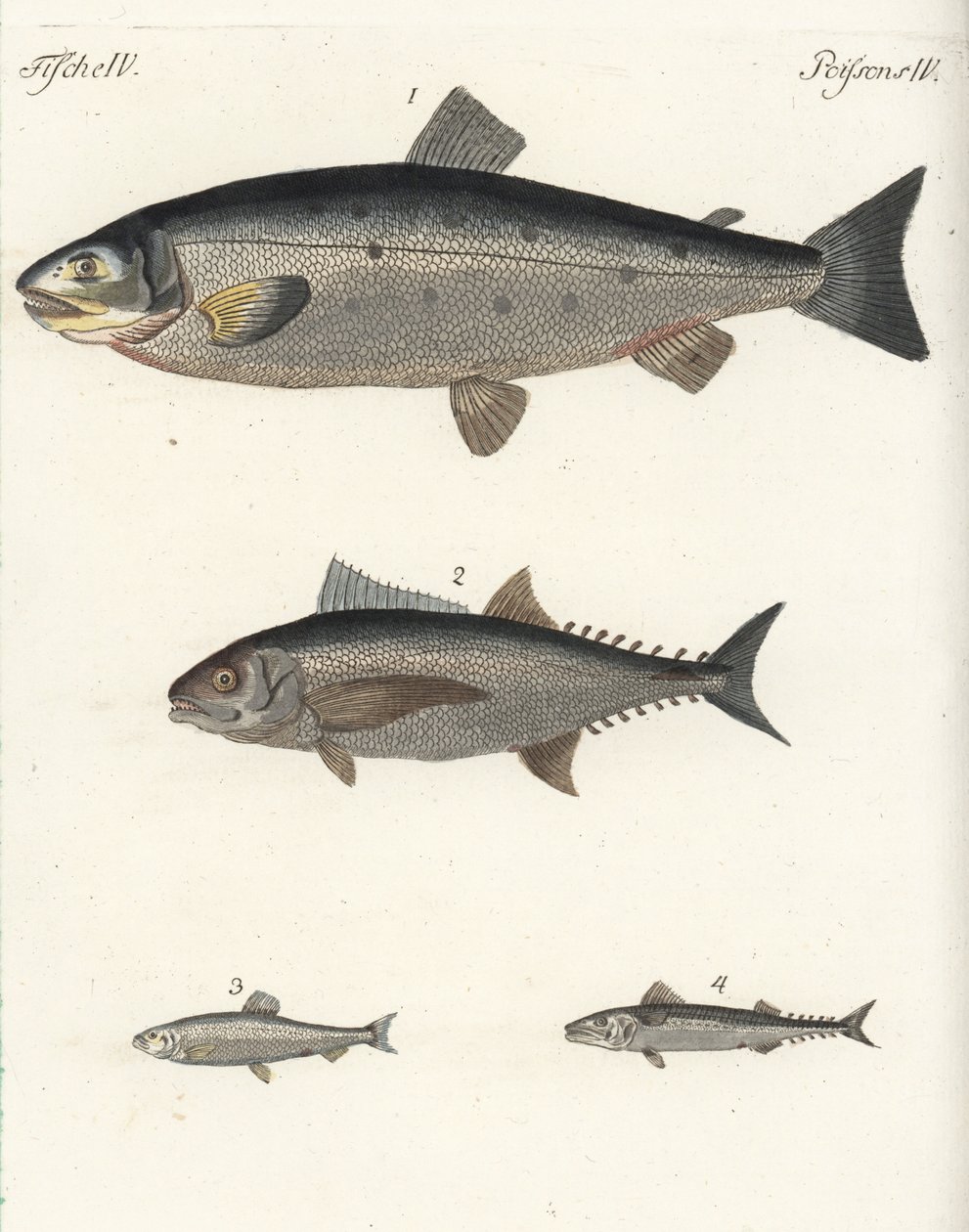 Łosoś atlantycki Salmo salar 1, tuńczyk Thunnus species 2, śledź atlantycki Clupea harengus 3 i makrela atlantycka Scomber scombrus 4. Ręcznie kolorowany miedzioryt z książki Friedricha Johanna Bertucha Bilderbuch fur Kinder (Picture Book for C autorstwa Unbekannter Künstler