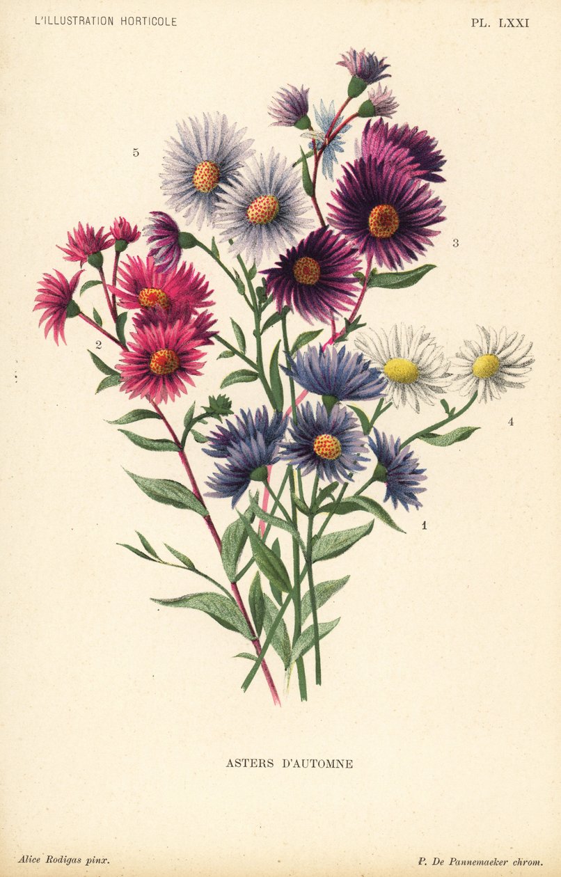 Astry jesienne: Aster novae angliae var. Constance, Aster novae angliae var. Ruber, Aster novae angliae var. Bowman, Aster amygdalinus i Aster novi belgii Robert Parker. Chromolitografia autorstwa Pietera de Pannemaekera na podstawie ilustracji Alice Rodig autorstwa Unbekannter Künstler
