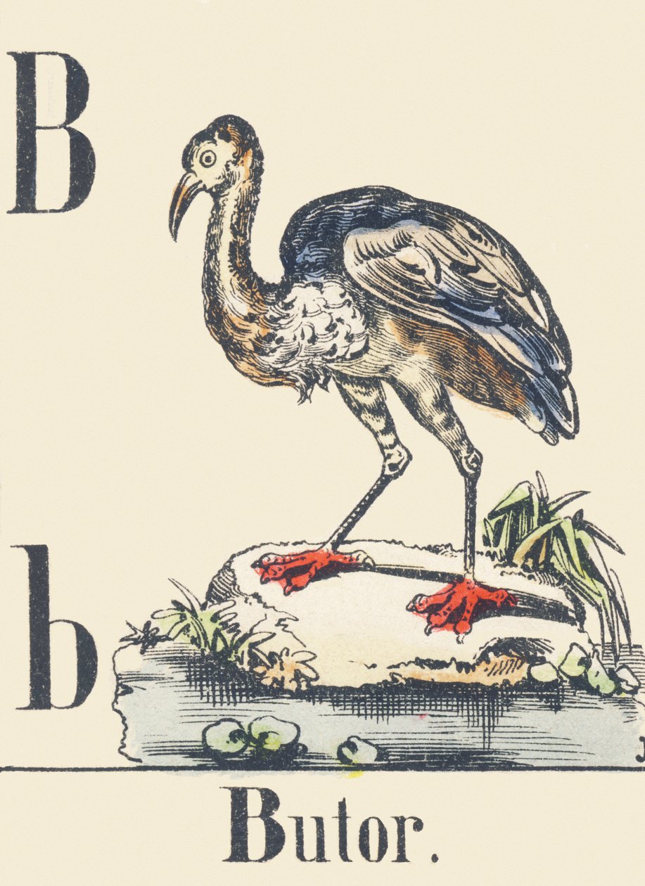 B: Bąk, c1880-1900 (ilustracja) autorstwa Unbekannter Künstler