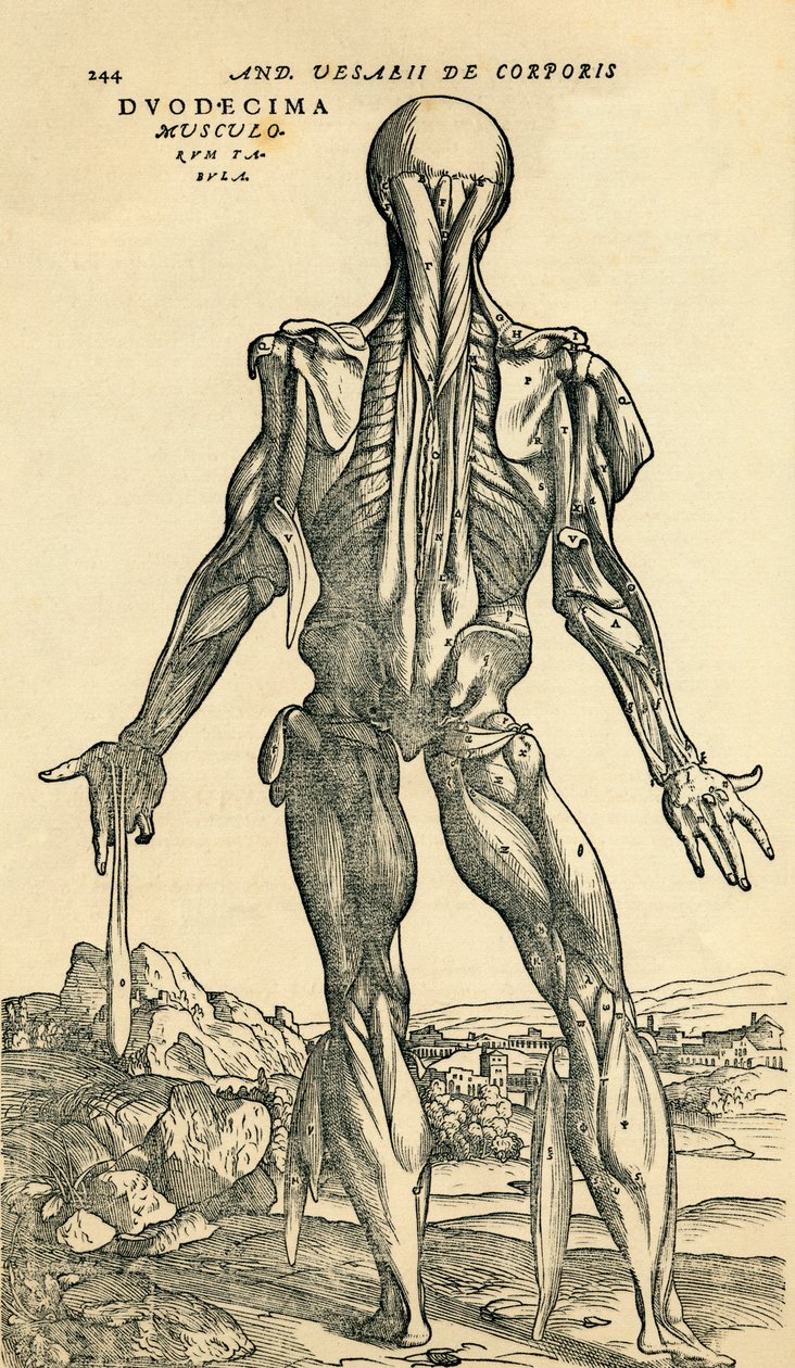 Tył męskiego ludzkiego ciała, badanie anatomiczne pierwotnie opublikowane w De Humani Corporis Fabrica Libri Septem (O tkaninie ludzkiego ciała w siedmiu książkach) przez Andreasa Vesaliusa, opublikowane w Bazylei autorstwa Unknown