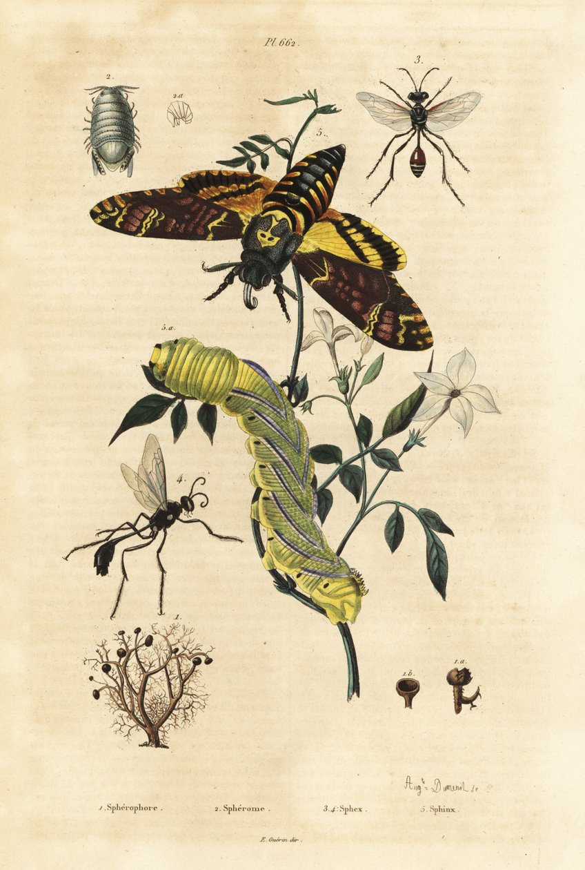 Porosty kuliste, Sphaerophorus globulus 1, Dynamene crustacean 2, osy kopytkowe, gatunki Sphex 3, 4, i czerodziobak afrykański, Acherontia atropos i caterplillar 5 autorstwa Unbekannt