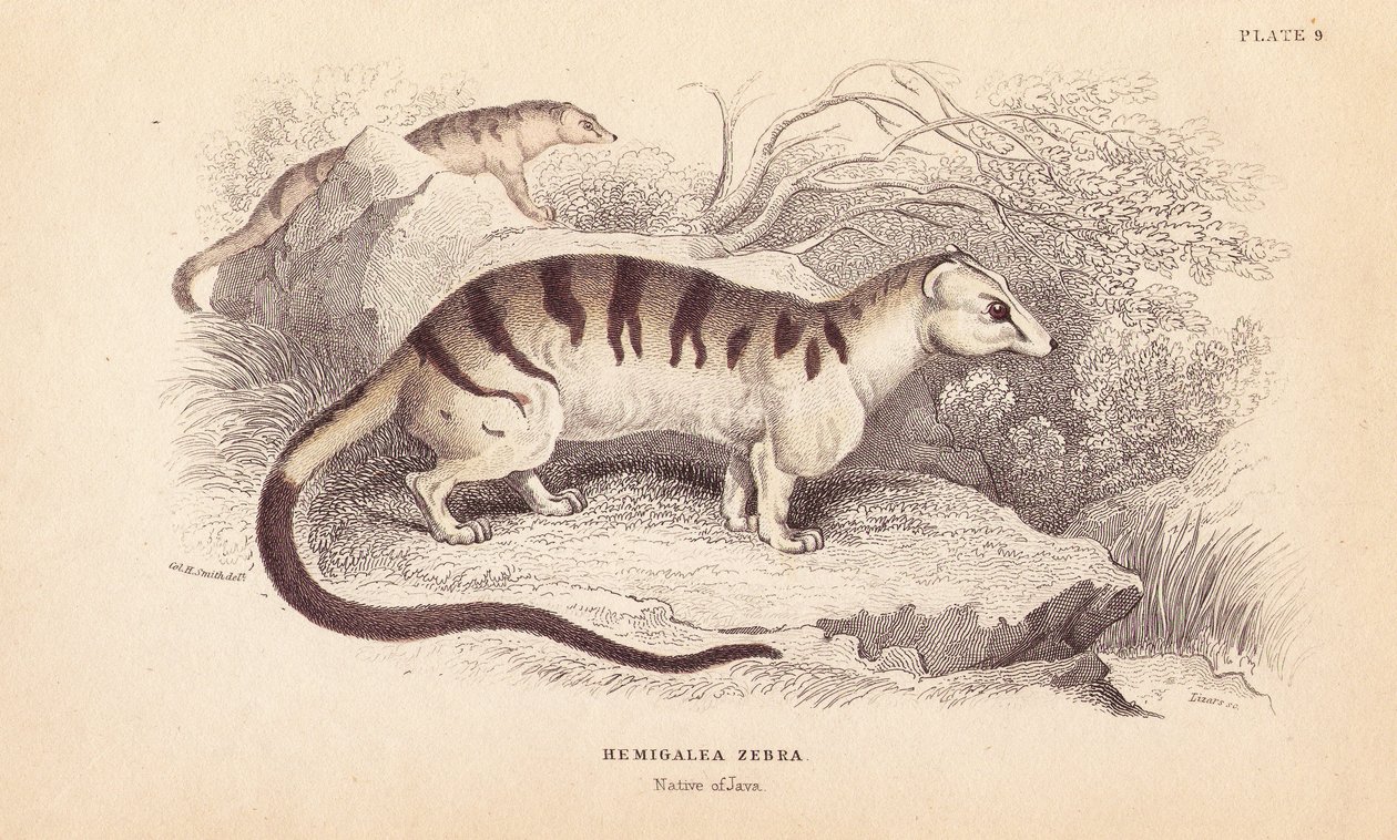Kot cyweta palmowa, Hemigalus derbyanus (Hemigalea zebra). Zagrożony. Ręcznie kolorowany staloryt Lizarsa na podstawie ilustracji Charlesa Hamiltona Smitha z William Jardine
