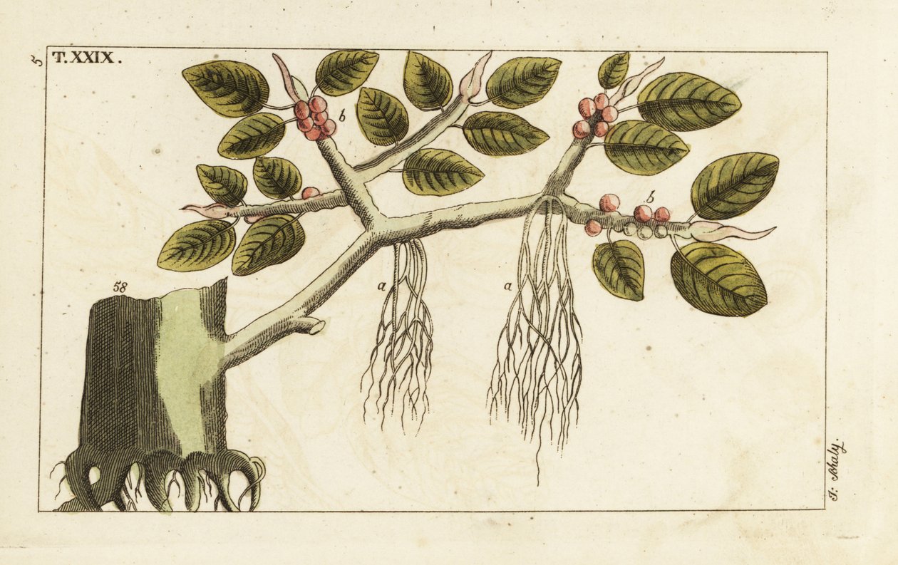 Banyan drzewo figowe z korzeniami powietrznymi, Ficus benghalensis. autorstwa Unbekannter Künstler