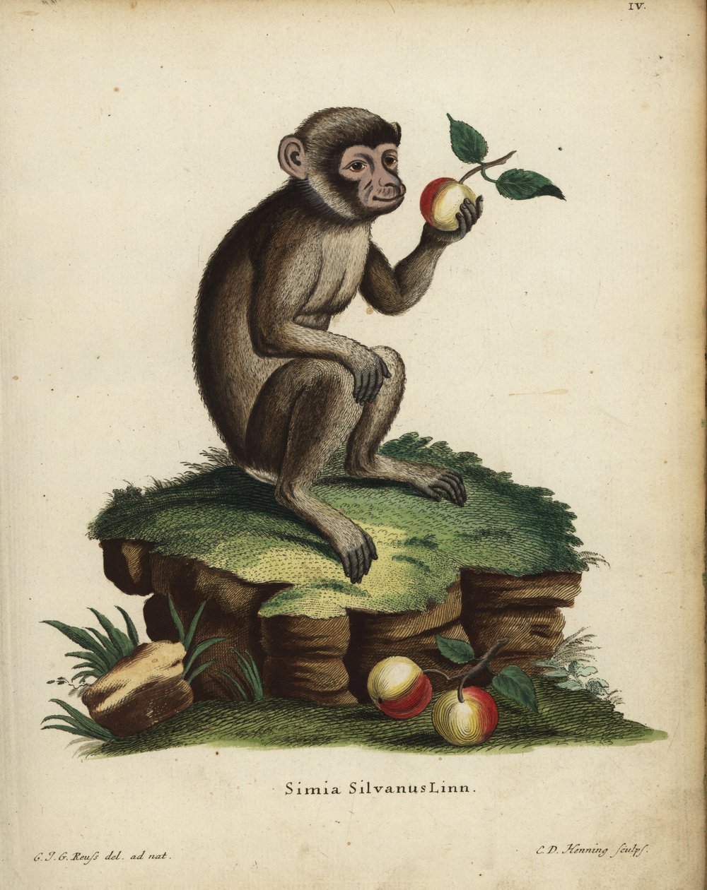 Małpa lub makak berberyjski, Macaca sylvanus. Zagrożone. Simia silvanus Linn. Ręcznie kolorowany miedzioryt autorstwa C.D. Henninga na podstawie ilustracji narysowanej z natury przez C.J.G. Reussa z "Animal Illustrations after Nature" Johanna Christiana Da autorstwa Unbekannter Künstler