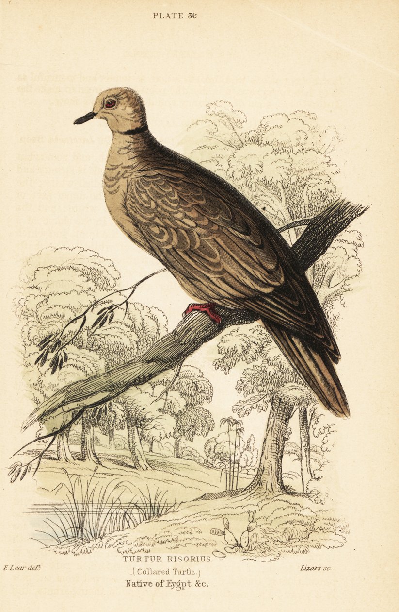 Gołąb berberyjski, Streptopelia risoria. 1889 (grawerowanie) autorstwa Unbekannter Künstler