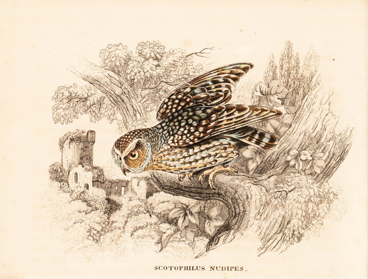 Sowa gołoszyja, Margarobyas lawrencii (sowa nocna nagoskrzelna, Scotophilus nudipes). Ręcznie kolorowany staloryt z Galerii Historii Naturalnej Georga Friedricha Treitschke, Naturhistorischer Bildersaal des Thierreiches, Liepzig. autorstwa Unbekannter Künstler