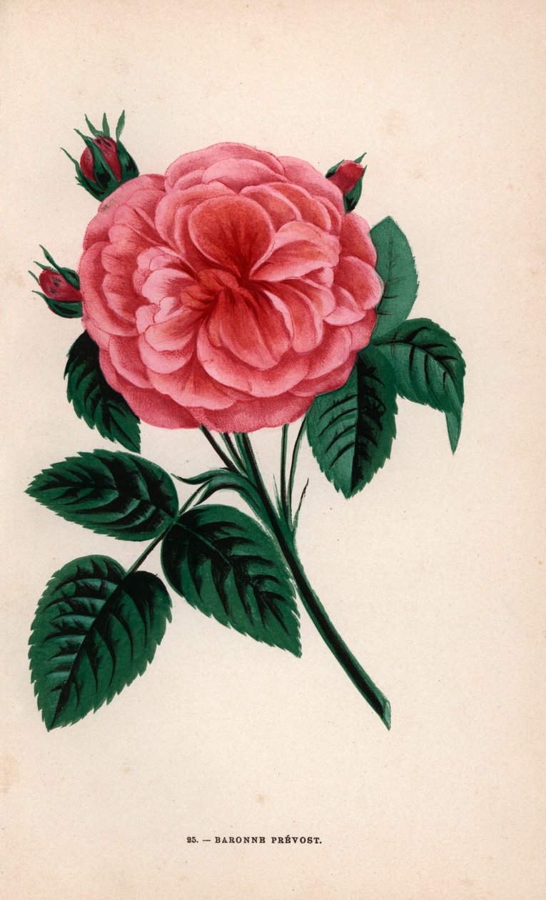 Róża Baroness Prevost, hybryda wyhodowana przez Monsieur Desprez w Yebles koło Melun w 1843 roku. Chromolitografia narysowana i litografowana według natury przez F. Grobona na podstawie "Les Roses" Hippolyte