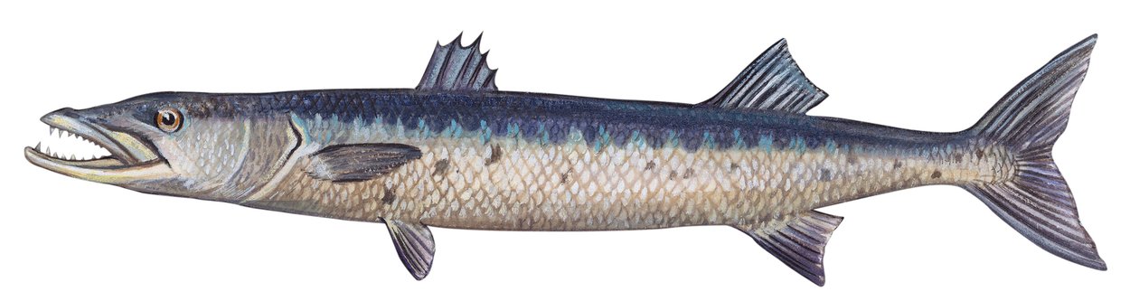 Barakuda - Wielka barakuda (Sphyraena barracuda) autorstwa Unbekannter Künstler