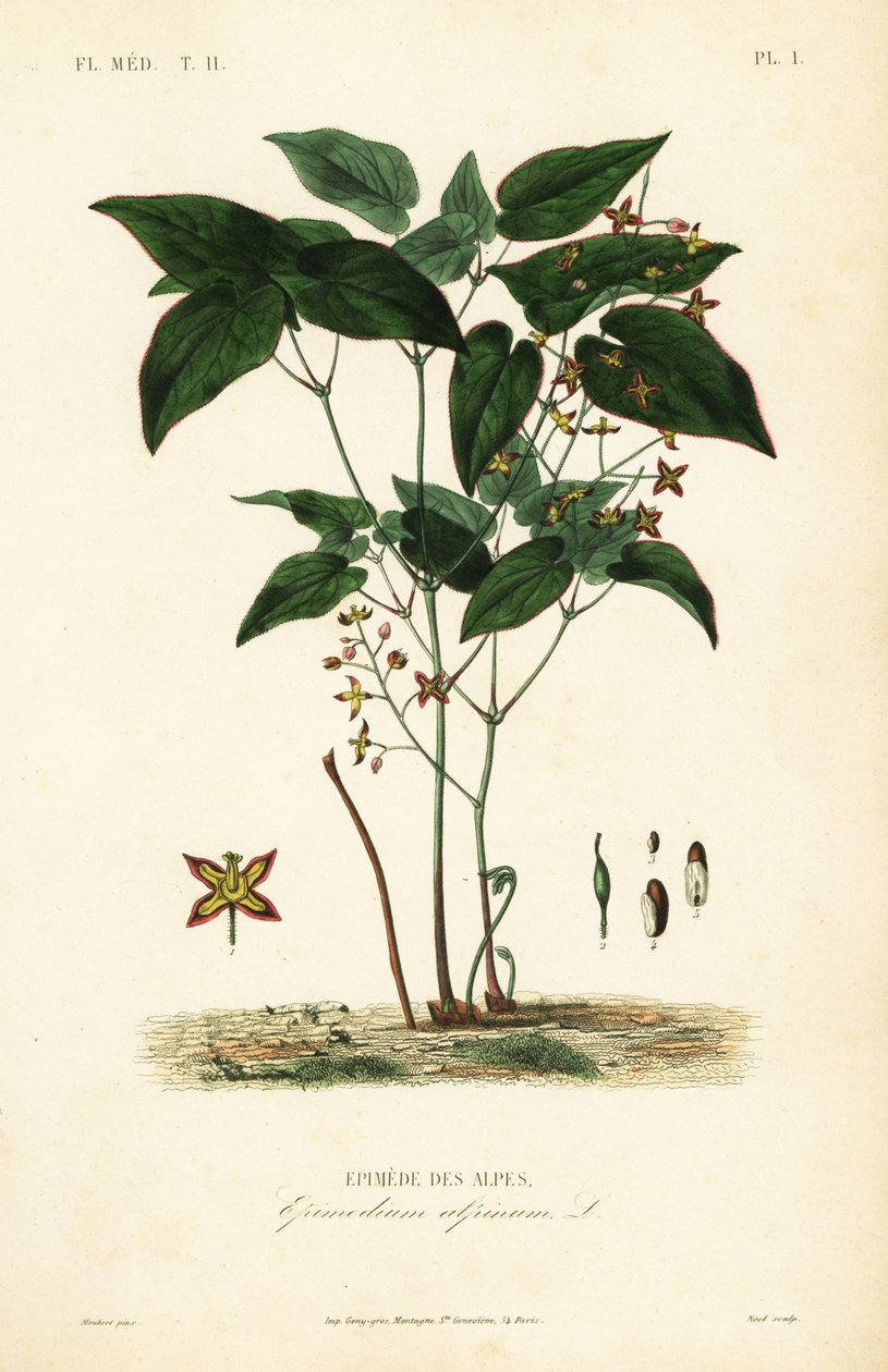 Barrenwort lub kapelusz biskupi, Epimedium alpinum, Epimede des alpes autorstwa Unbekannt
